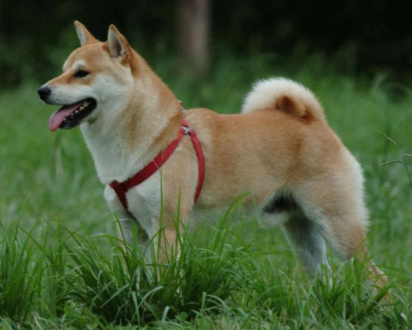 shiba inu puppy. behaved for puppies only