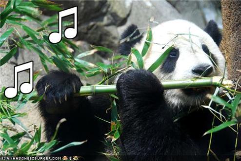 funny plays. funny-pictures-panda-plays-the
